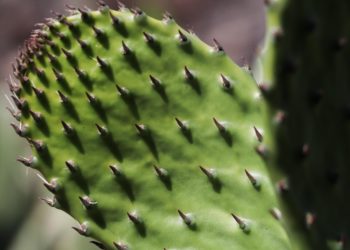 Establecerán viveros de nopal forrajero en Chihuahua, Sonora y Zacatecas