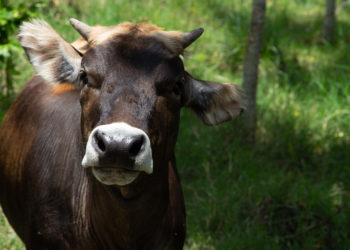 Libre de rabia paralítica bovina más de la mitad del territorio nacional: Agricultura
