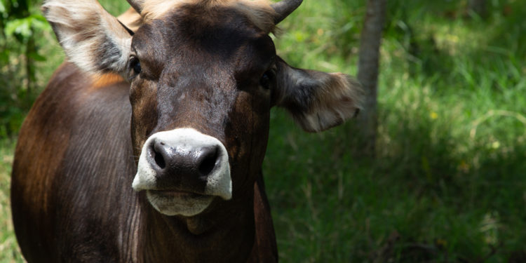Libre de rabia paralítica bovina más de la mitad del territorio nacional: Agricultura