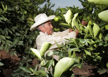 Producción de limón en México, en ascenso; ventana estacional es impactada por mayor demanda y contingencias climatológicas