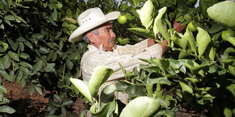 Producción de limón en México, en ascenso; ventana estacional es impactada por mayor demanda y contingencias climatológicas