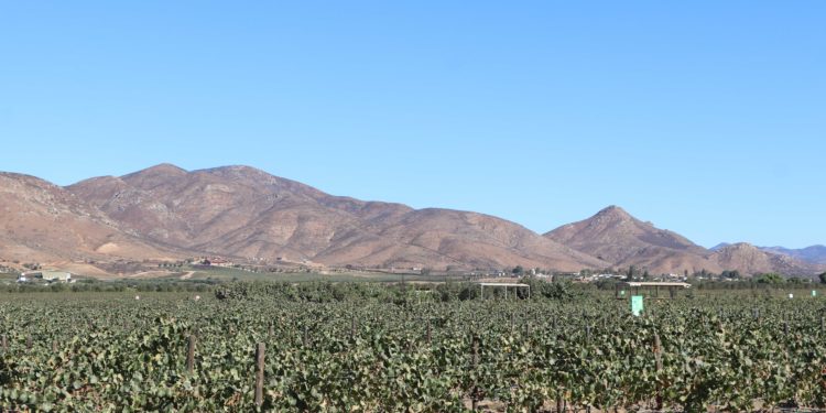 Expertos fortalecen recursos y tecnología para combatir plagas y enfermedades que afectan cultivos de uva