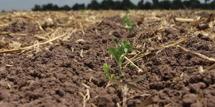 Necesaria la inversión en investigación en el campo para asegurar buenos sistemas agroalimentarios: CIMMYT