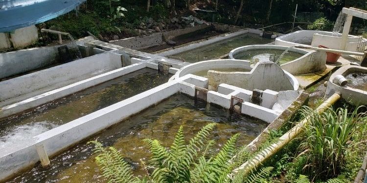 Anuncian apertura de ventanillas para trámite de Componente Recursos Genéticos Acuícolas para acuicultores