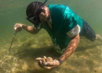 Impulsa Agricultura producción sustentable de Almeja Chocolata en Loreto, Baja California Sur