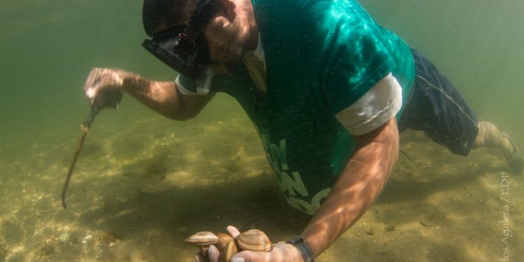 Impulsa Agricultura producción sustentable de Almeja Chocolata en Loreto, Baja California Sur