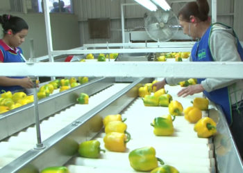 México, principal país exportador de pimientos frescos