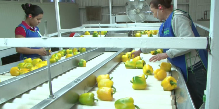 México, principal país exportador de pimientos frescos