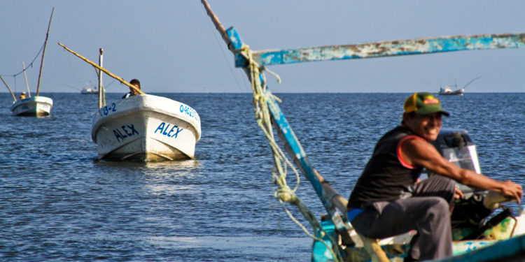 Dan a conocer el Plan de Manejo Pesquero de pulpo de la costa oriental de Baja California