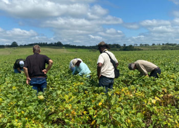 México y Belice fortalecen acciones de cooperación en el sector agroalimentario