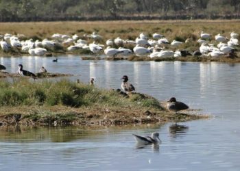 REALIZARÁN EVENTO EN CONMEMORACIÓN DE LOS HUMEDALES