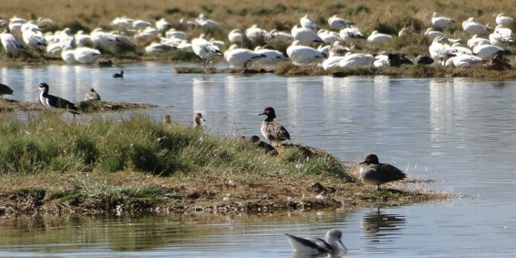 REALIZARÁN EVENTO EN CONMEMORACIÓN DE LOS HUMEDALES