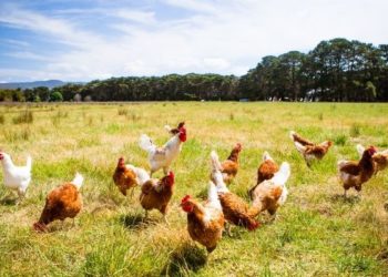 Determinan medidas para proteger avicultura nacional