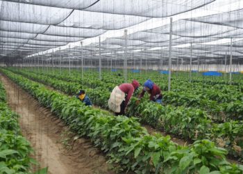 Ofrecerá INEA servicios educativos a 94 mil jornaleros agrícolas de 24 entidades del país