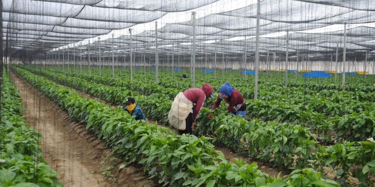 Ofrecerá INEA servicios educativos a 94 mil jornaleros agrícolas de 24 entidades del país