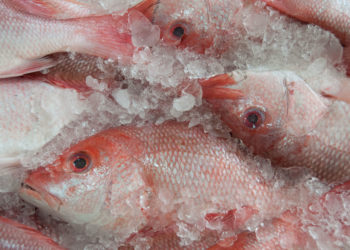 Invitan a consumir pescados y mariscos durante cuaresma