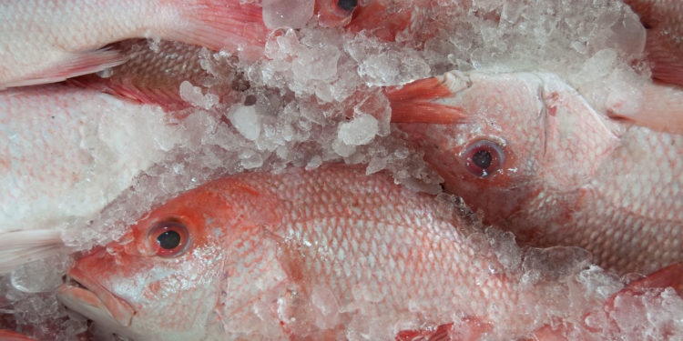 Invitan a consumir pescados y mariscos durante cuaresma