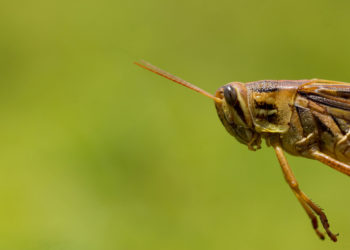 Controla Agricultura diez brotes de langosta centroamericana en Nuevo León