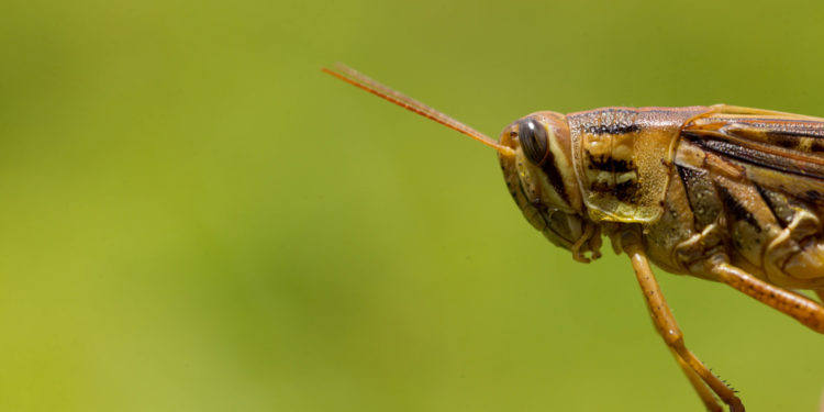 Controla Agricultura diez brotes de langosta centroamericana en Nuevo León
