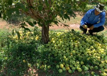 Trabajan investigadores UACH en el monitoreo y control de la palomilla en la manzana