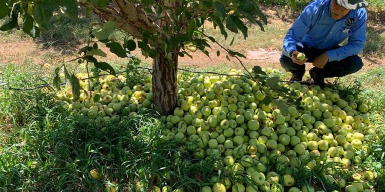 Trabajan investigadores UACH en el monitoreo y control de la palomilla en la manzana