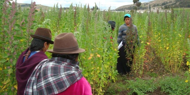 La FAO no descarta crisis alimentaria en América Latina y el Caribe por guerra de Ucrania y la pandemia