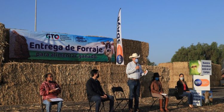 Entrega SDAyR 300 pacas a ganaderos de Apaseo el Grande, Guanajuato