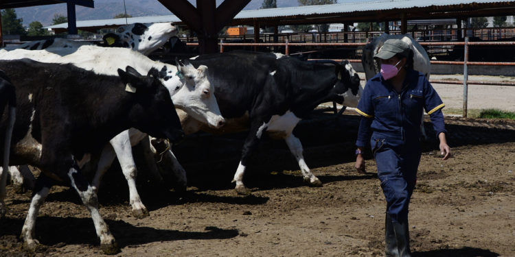 REQUIEREN AGRICULTURA Y GANADERÍA ESTIMULACIÓN DE LLUVIAS