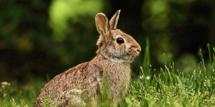 CARNE DE CONEJO, ALIMENTO CON ALTO VALOR NUTRICIONAL