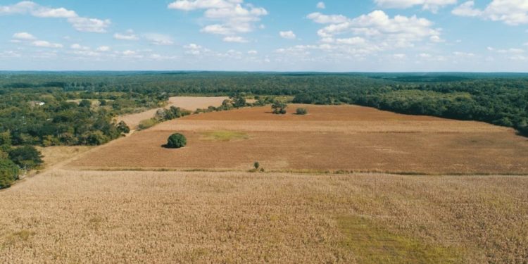 CAMPESINOS SON DESPOJADOS DE SUS TIERRAS POR LOTEROS EN YUCATÁN