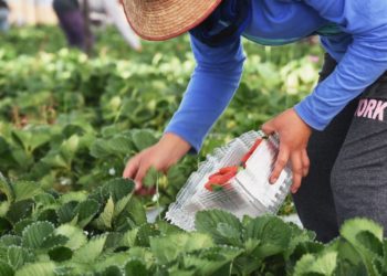 San Francisco del Rincón recibe al primer grupo de jornaleros agrícolas