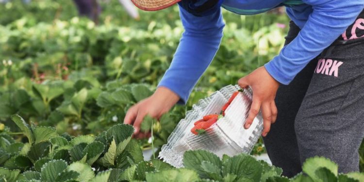 San Francisco del Rincón recibe al primer grupo de jornaleros agrícolas