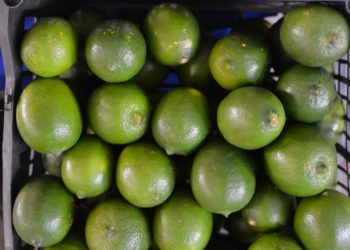FORTALECE SEDER LA PRODUCCIÓN DE LIMÓN PERSA EN EL SUR DE YUCATÁN