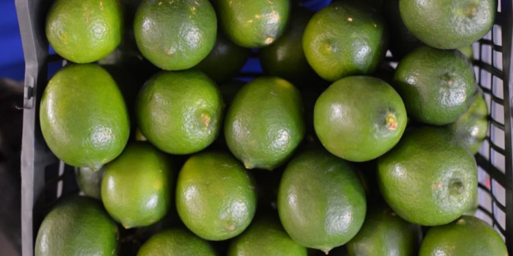 FORTALECE SEDER LA PRODUCCIÓN DE LIMÓN PERSA EN EL SUR DE YUCATÁN