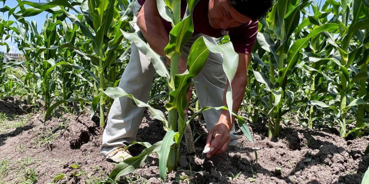 Inicia Agricultura suministro de fertilizante gratuito en Chiapas, Morelos y Tlaxcala
