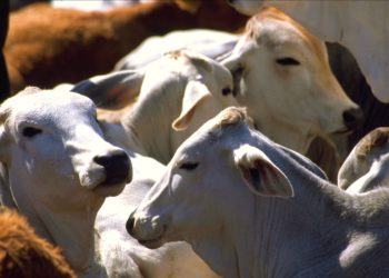 Se busca brindar justicia social a los ganaderos de Veracruz: Humberto Amador, subsecretario de Ganadería y Pesca de la SEDARPA