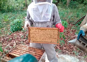Aumenta 25 por ciento producción de miel en cinco estados, con programa zoosanitario de Agricultura