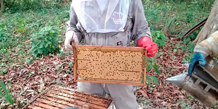 Aumenta 25 por ciento producción de miel en cinco estados, con programa zoosanitario de Agricultura