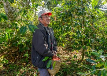 Agricultura y productores impulsarán un café de especialidad desde Guerrero