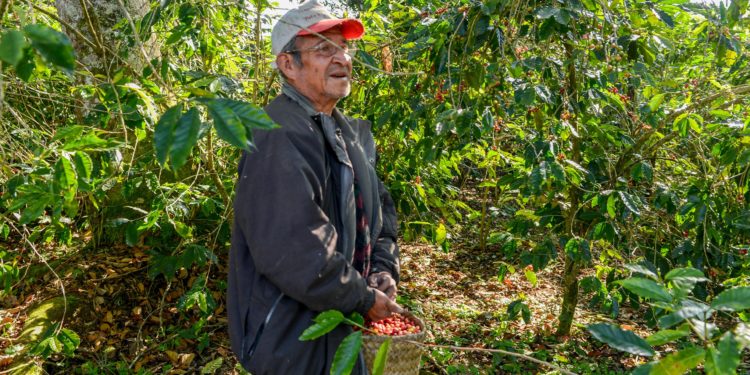 Agricultura y productores impulsarán un café de especialidad desde Guerrero
