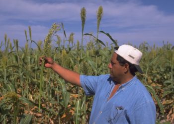 Apoya Agricultura a productores de cinco estados del norte del país con cultivos de bajo uso de agua
