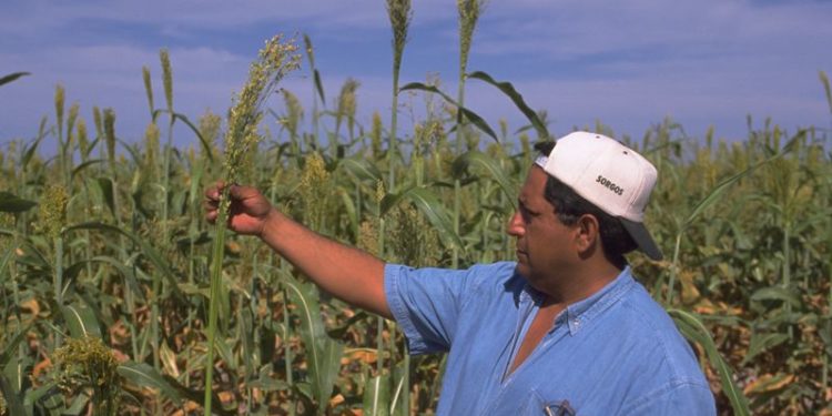 Apoya Agricultura a productores de cinco estados del norte del país con cultivos de bajo uso de agua