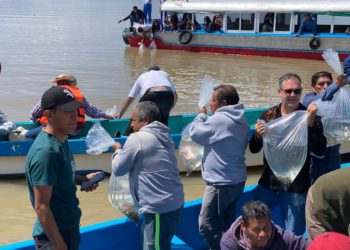 Fomentan investigadores del Inapesca producción sustentable de pescado acúmara en Pátzcuaro