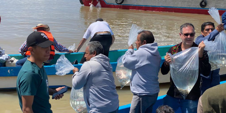 Fomentan investigadores del Inapesca producción sustentable de pescado acúmara en Pátzcuaro