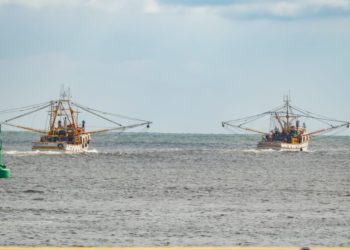Arrancan barcos camaroneros capturas en el Pacífico y Golfo de California.