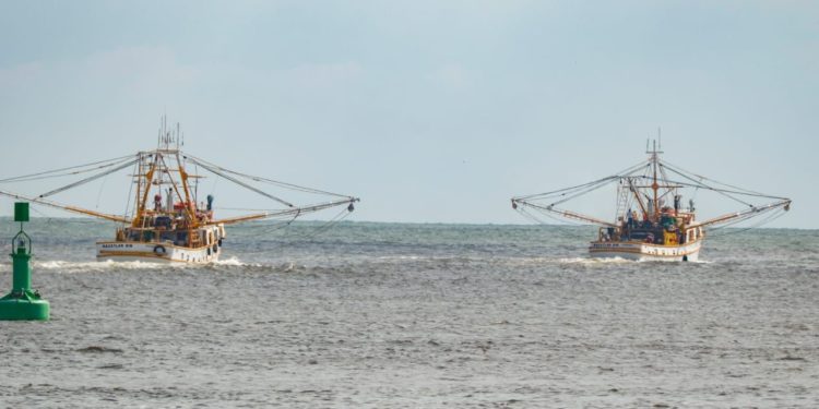 Arrancan barcos camaroneros capturas en el Pacífico y Golfo de California.