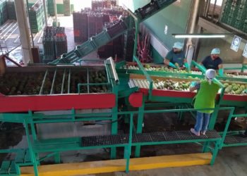 Capacitan a productores de mango en inocuidad y seguridad alimentaria.