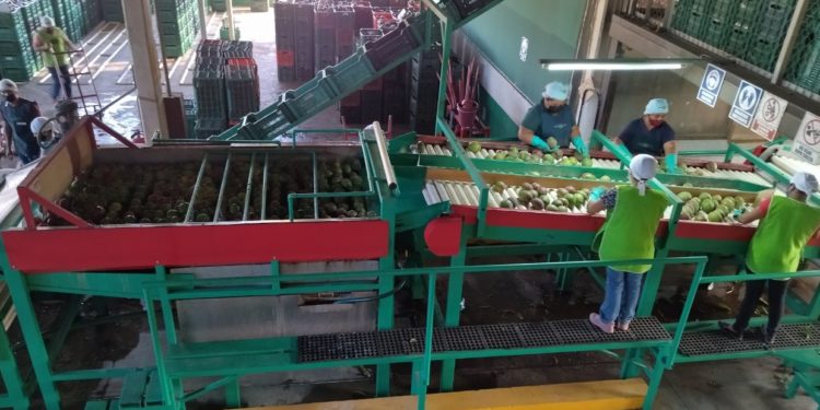 Capacitan a productores de mango en inocuidad y seguridad alimentaria.
