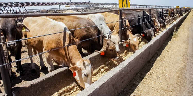 Impulsa Agricultura regulación para elaborar alimentos para consumo animal.