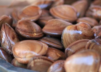 Inicia veda temporal de almeja chocolata en Sinaloa.